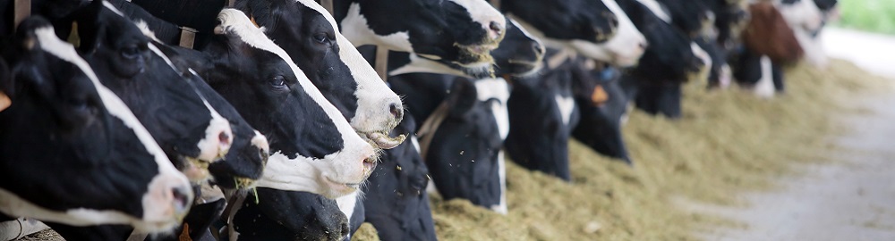 Holstein cows Holstein dairy cows are fed in a farm
