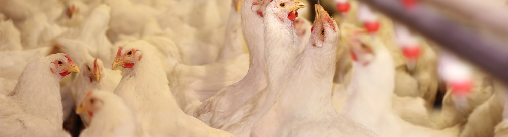 Chicken Farm, Poultry Chicken Farm, Poultry