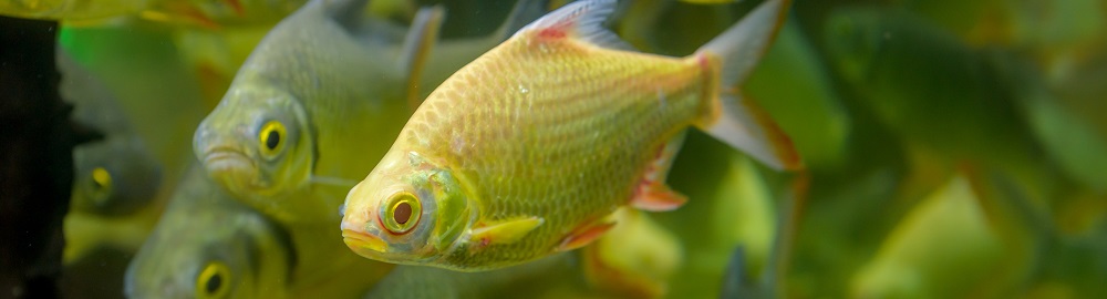 Carp fish. Carp fish.